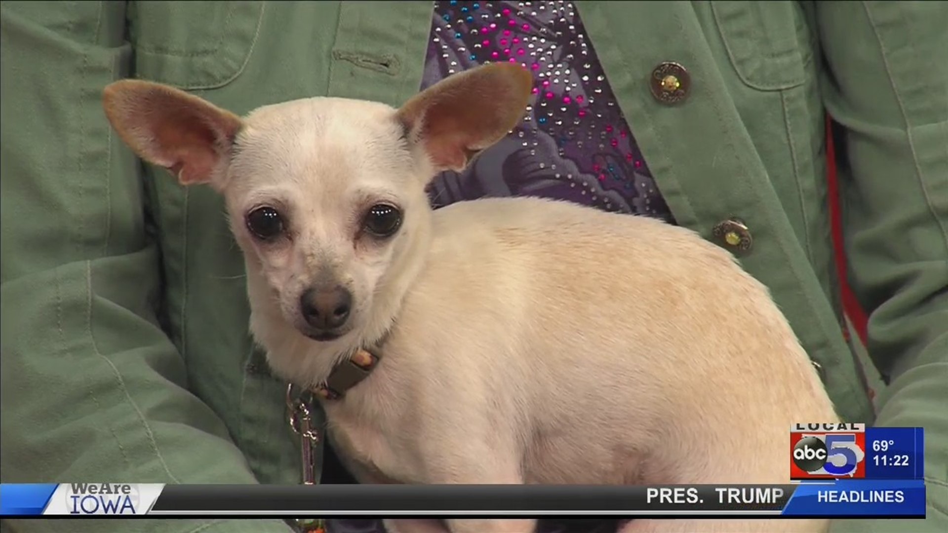 This 2-year-old chihuahua, Mouse, is searching for her forever home.