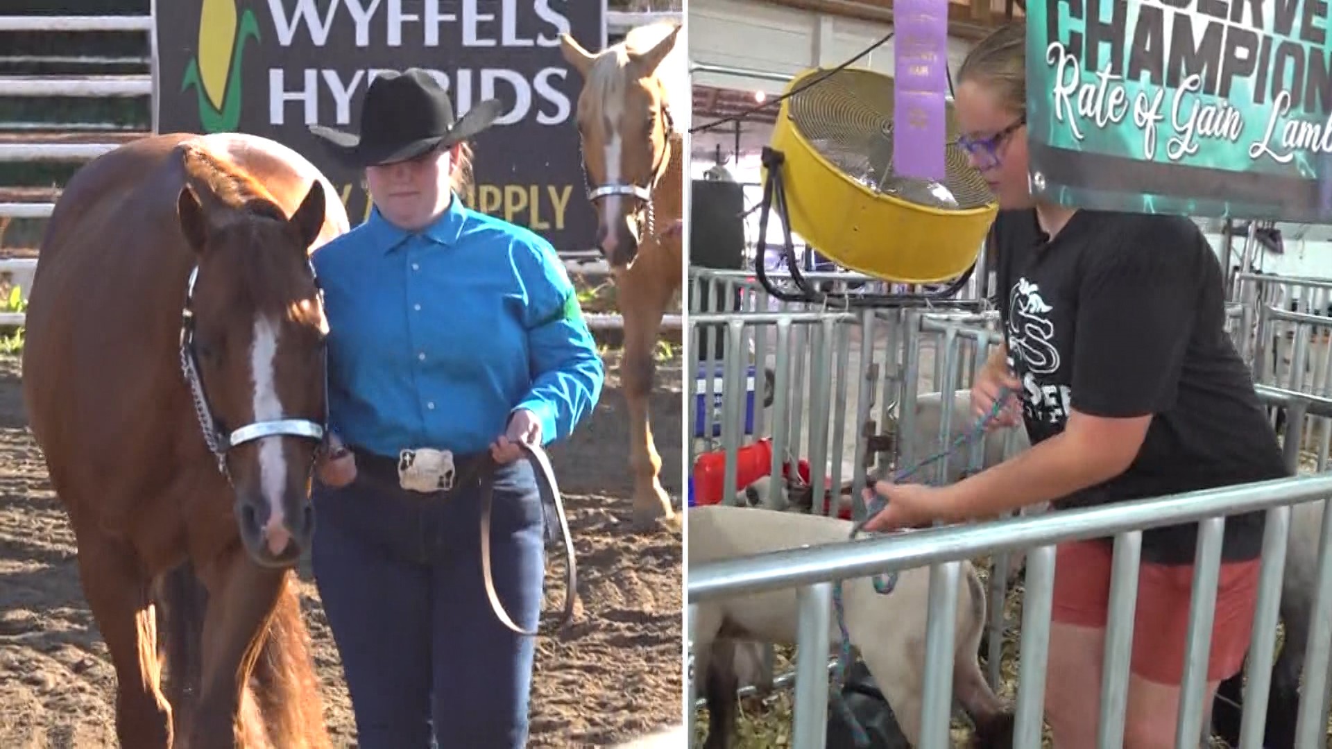 Whether it's showing sheep or riding horses, some teens from Dallas County are making their mark on the state's biggest summer celebration.
