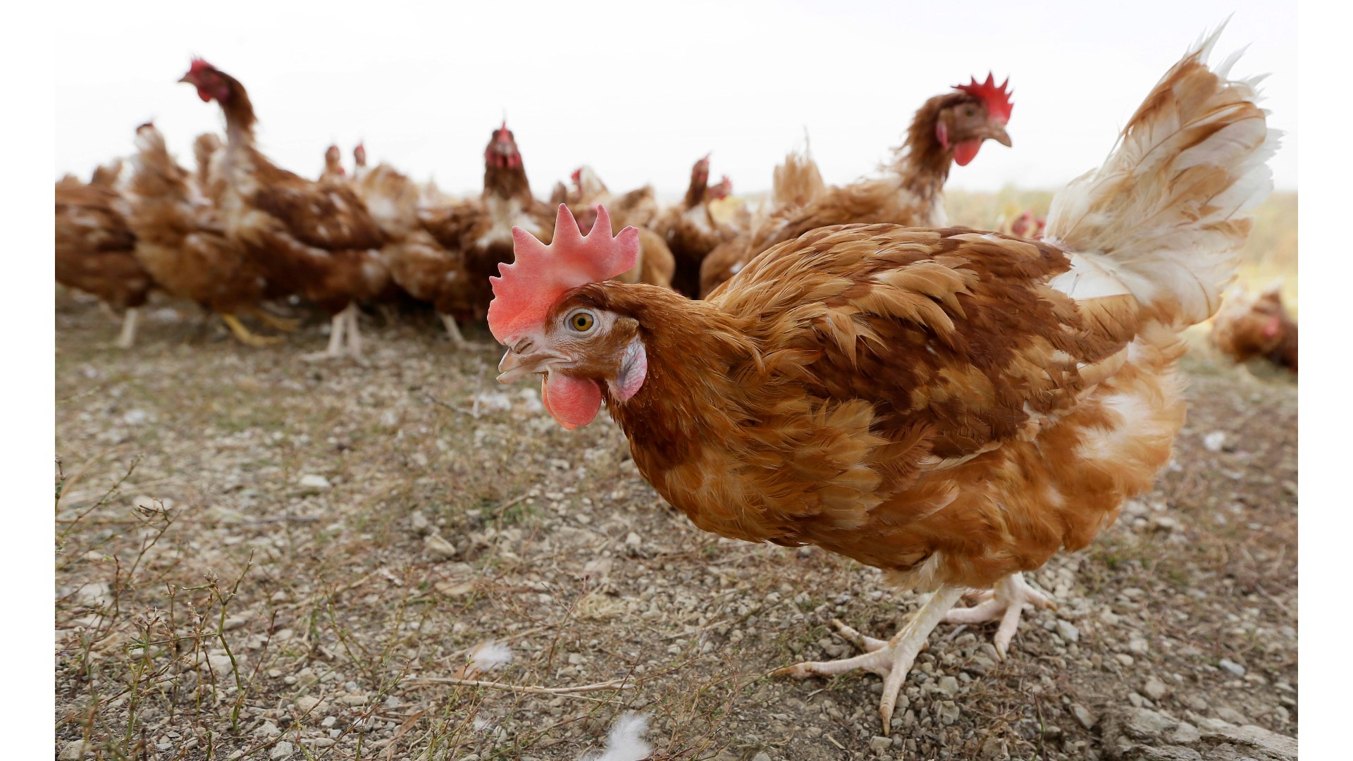 Iowa has had 15 commercial farms infected this year, including turkeys, egg-laying hens and other chickens.
