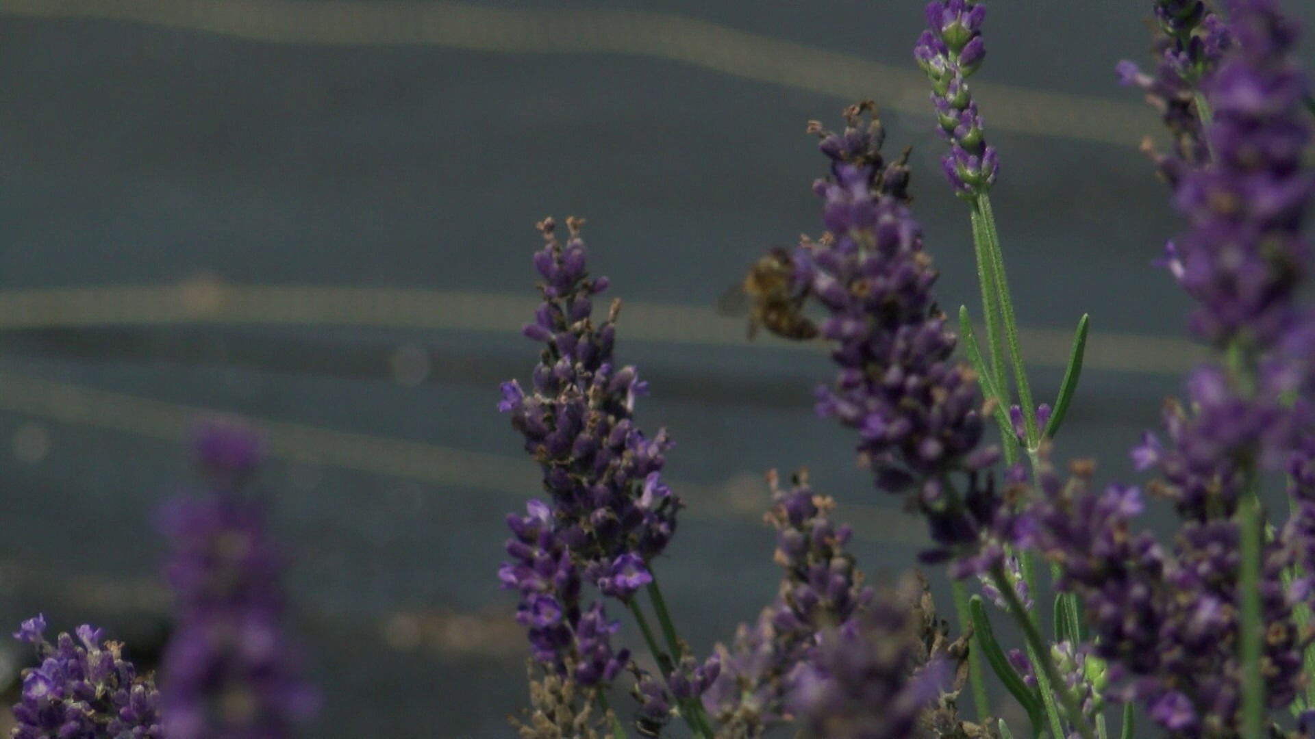 With the fair starting next week, food might be on your mind. But there are other businesses at the fair this year, producing smells you enjoy.