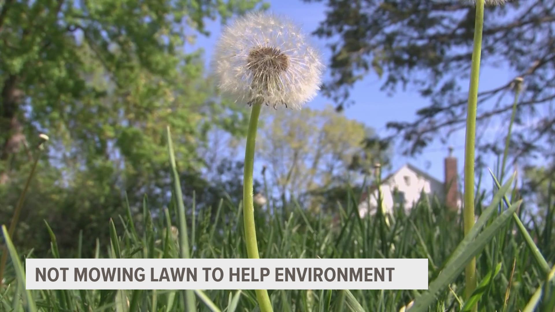 An ISU professor explains the benefits of not mowing the lawn to help the environment and insects.