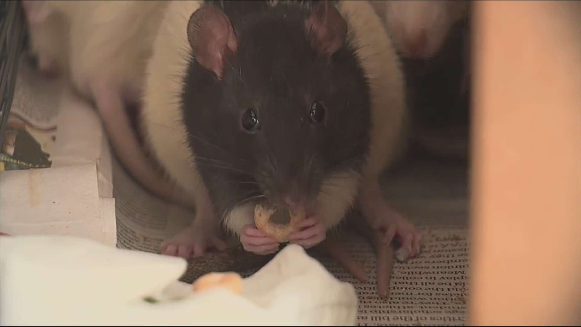 San Diego woman living in van with 300 pet rats