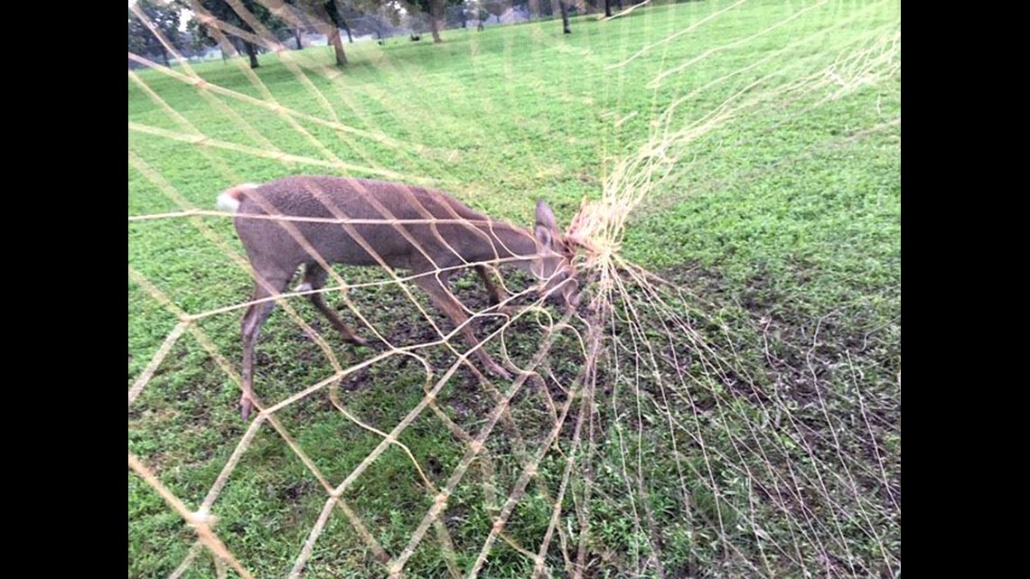 Deer gets antlers stuck in soccer net | weareiowa.com