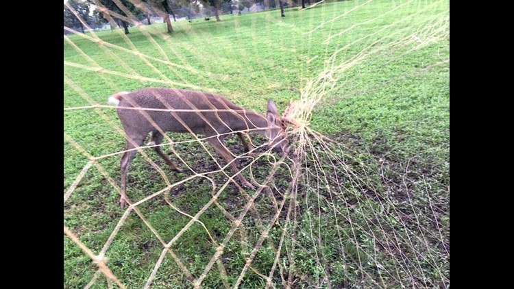 deer balls caught on fence