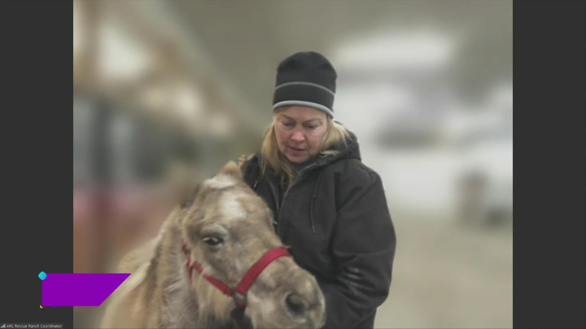 Carrie Spain, ARL 2nd Chance Ranch Coordinator, introduces you to Sophie, a 12 year old Mini-Horse that is available for adoption right now at Animal Rescue League