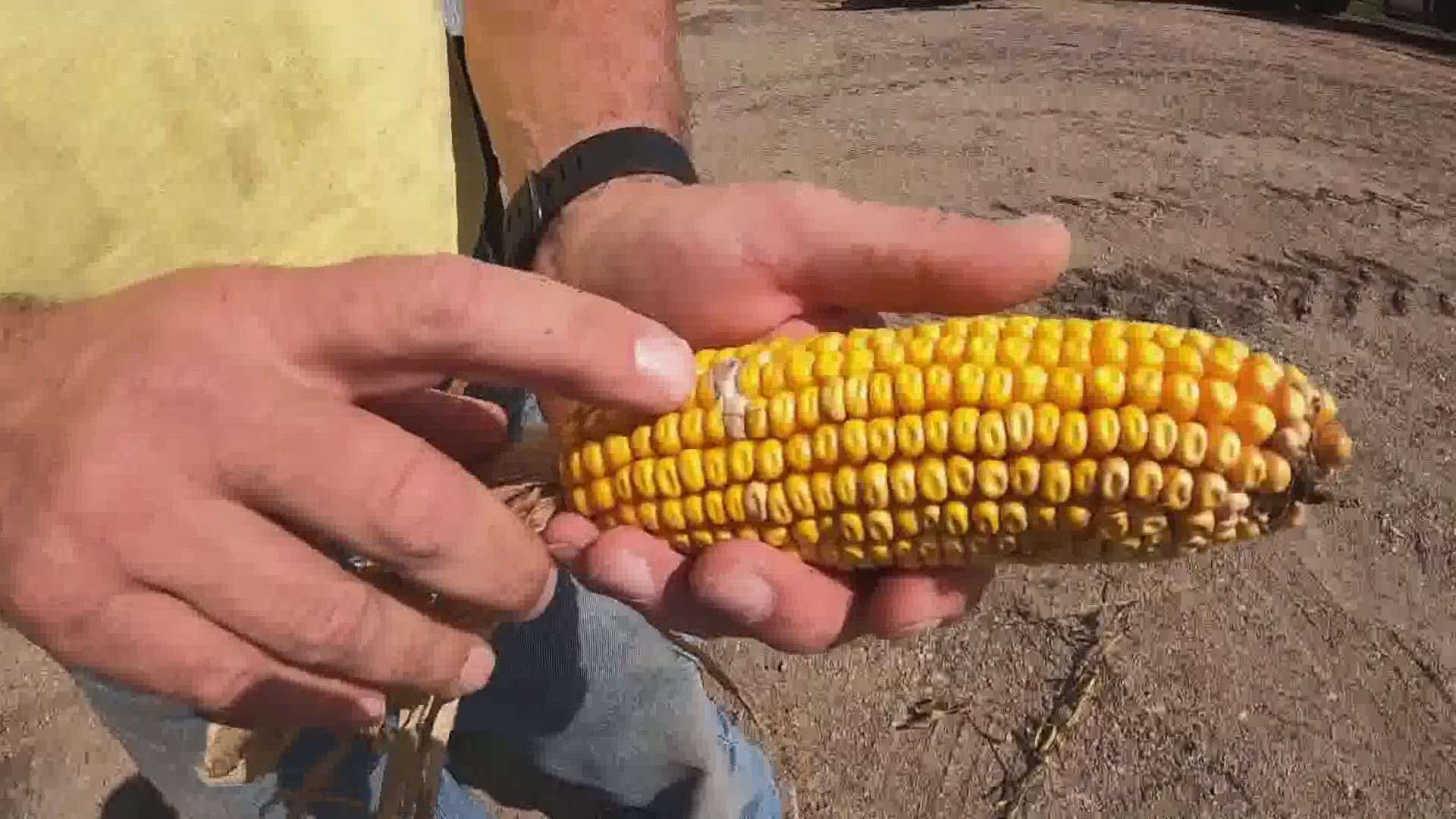 Farmers said the rain was needed for a healthy yield next year, but it likely hurt the current crop that still needs harvested.