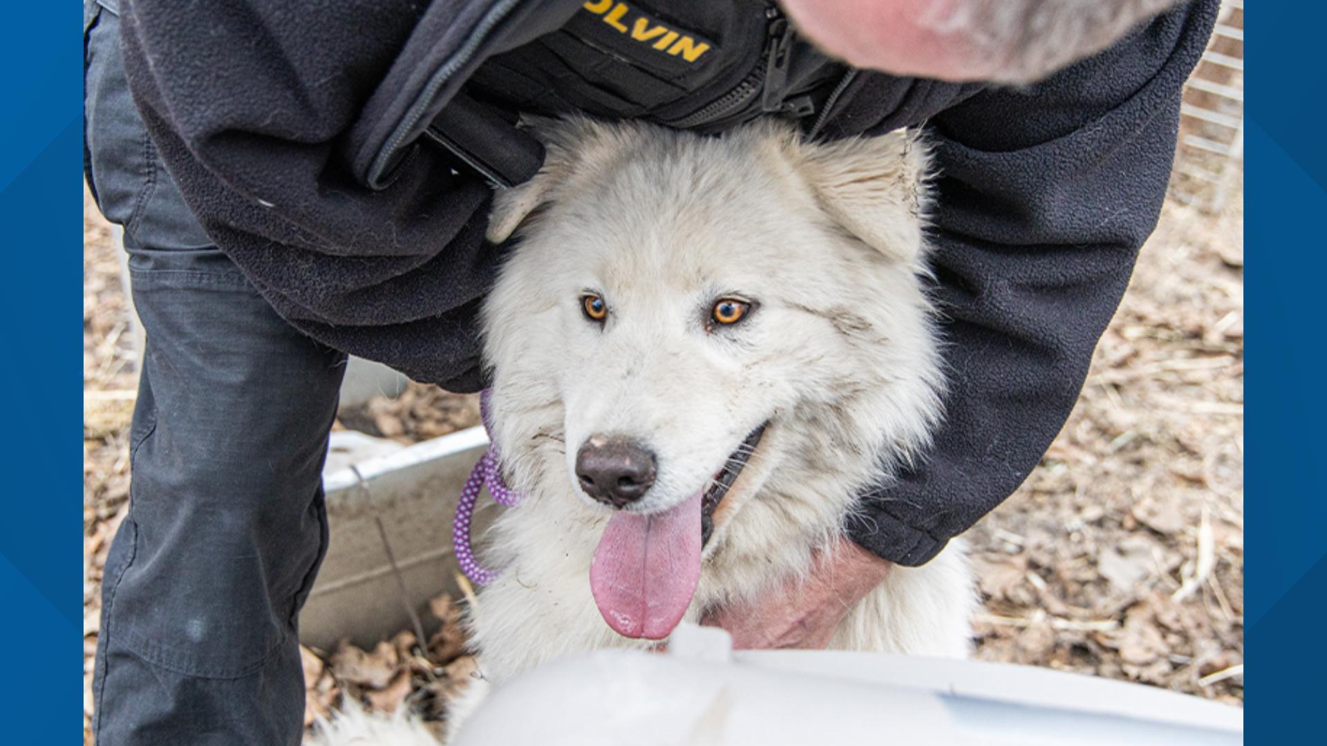 ARL of Iowa rescues 33 dogs north of Des Moines | weareiowa.com