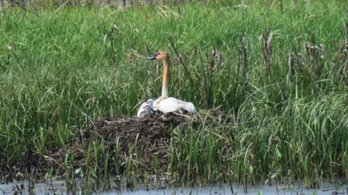Iowa's trumpeter swan population continues to climb, DNR calls growth 'success story'