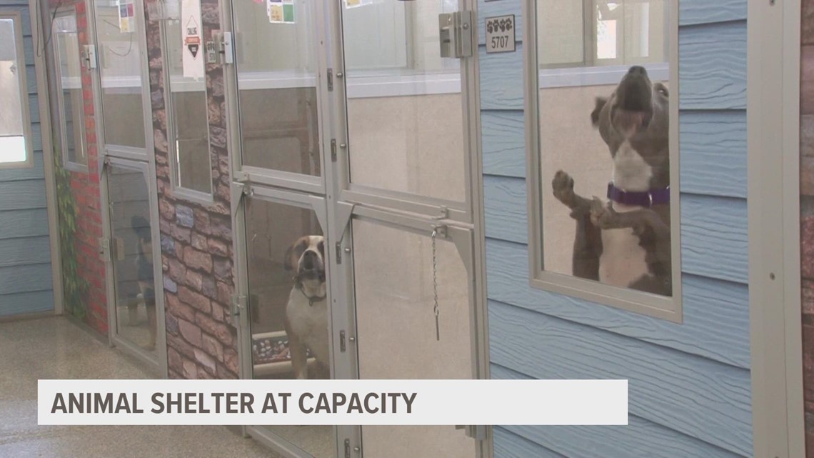 Animal shelter at capacity