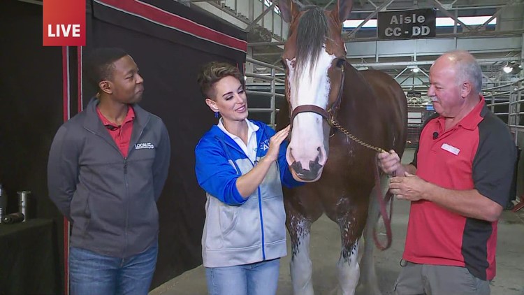 Horsing around: 'Good Morning Iowa' team helps prepare horses for shows