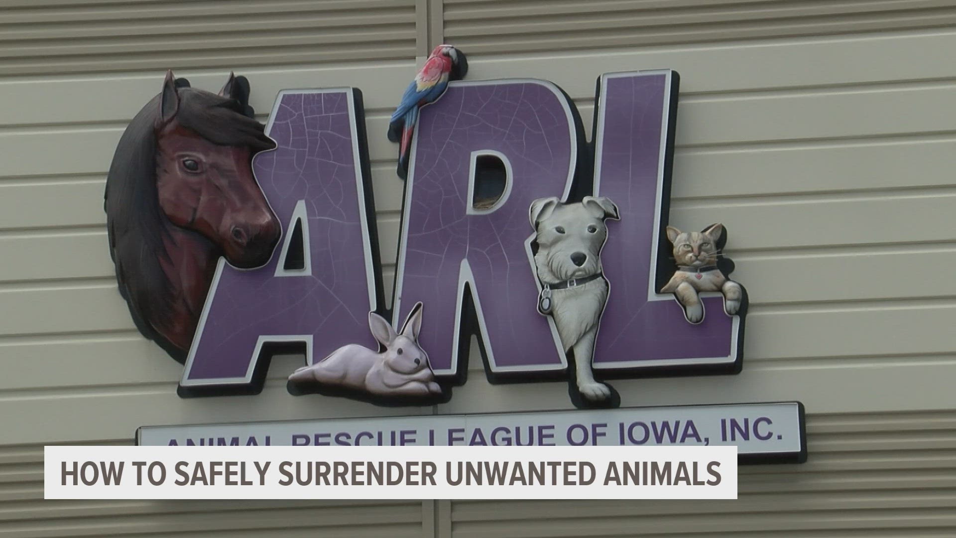 "We get about an average of 50 animals per day as an organization throughout the summer," said Michael Lovien, director of ARL shelter operations.