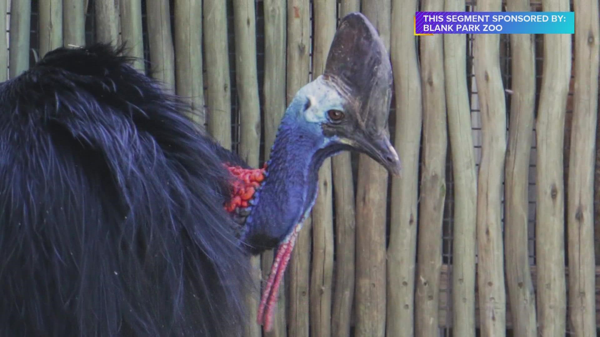 Most Dangerous Bird In The World The Cassowary at The Blank Park Zoo 