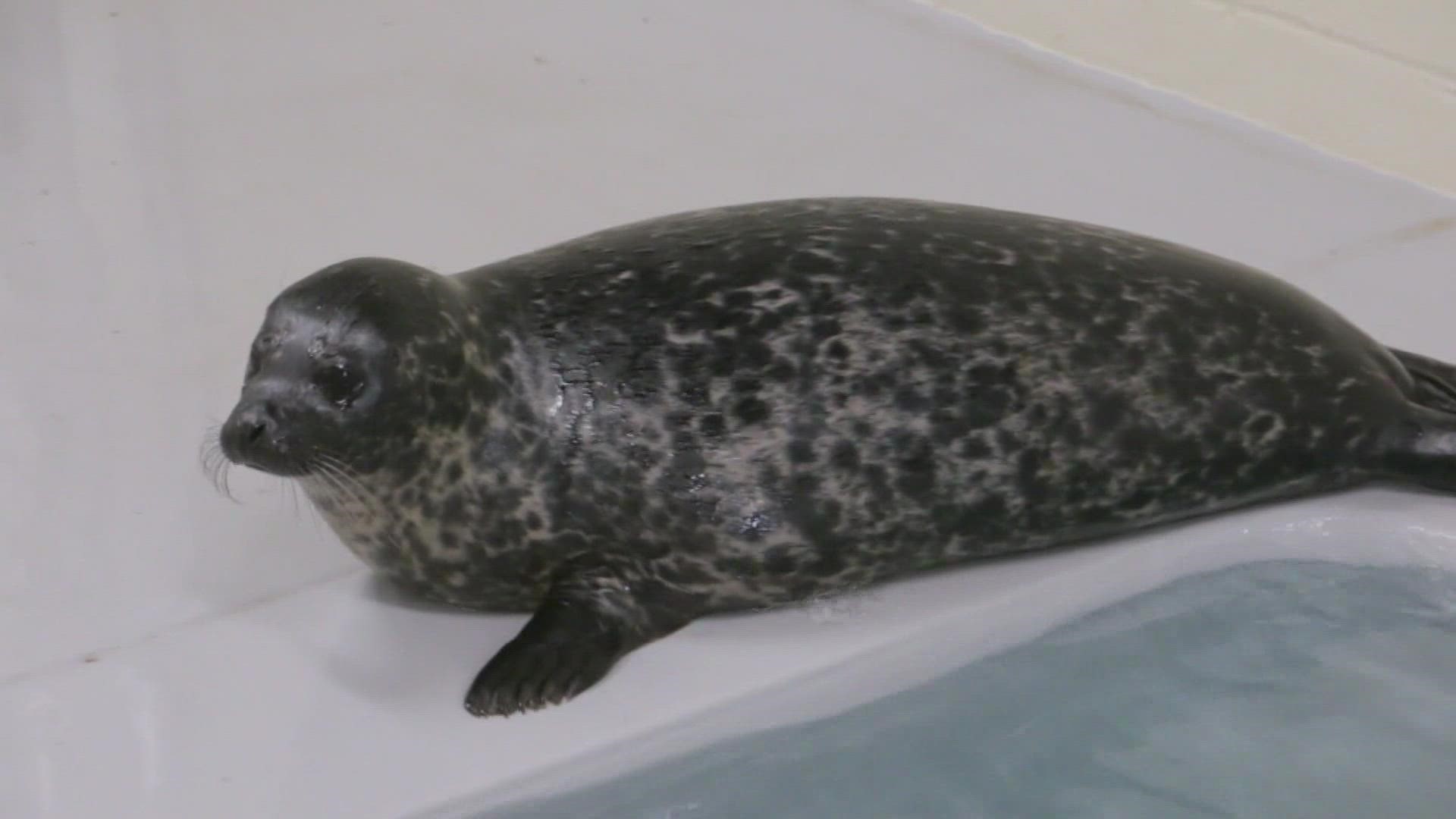 The zoo is asking the community to vote online to name the baby seal.