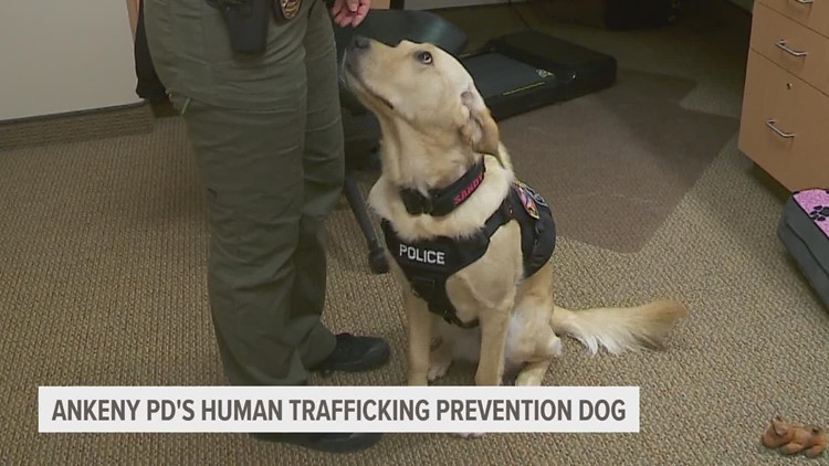 Meet Sandy: Ankeny Police Department's human trafficking prevention dog