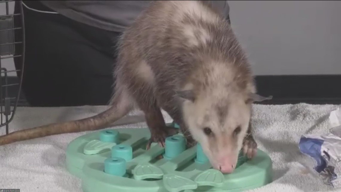 JJ the Opossum, Halloween Zoo Brew and Night Eyes at Blank Park Zoo | Sponsored Content