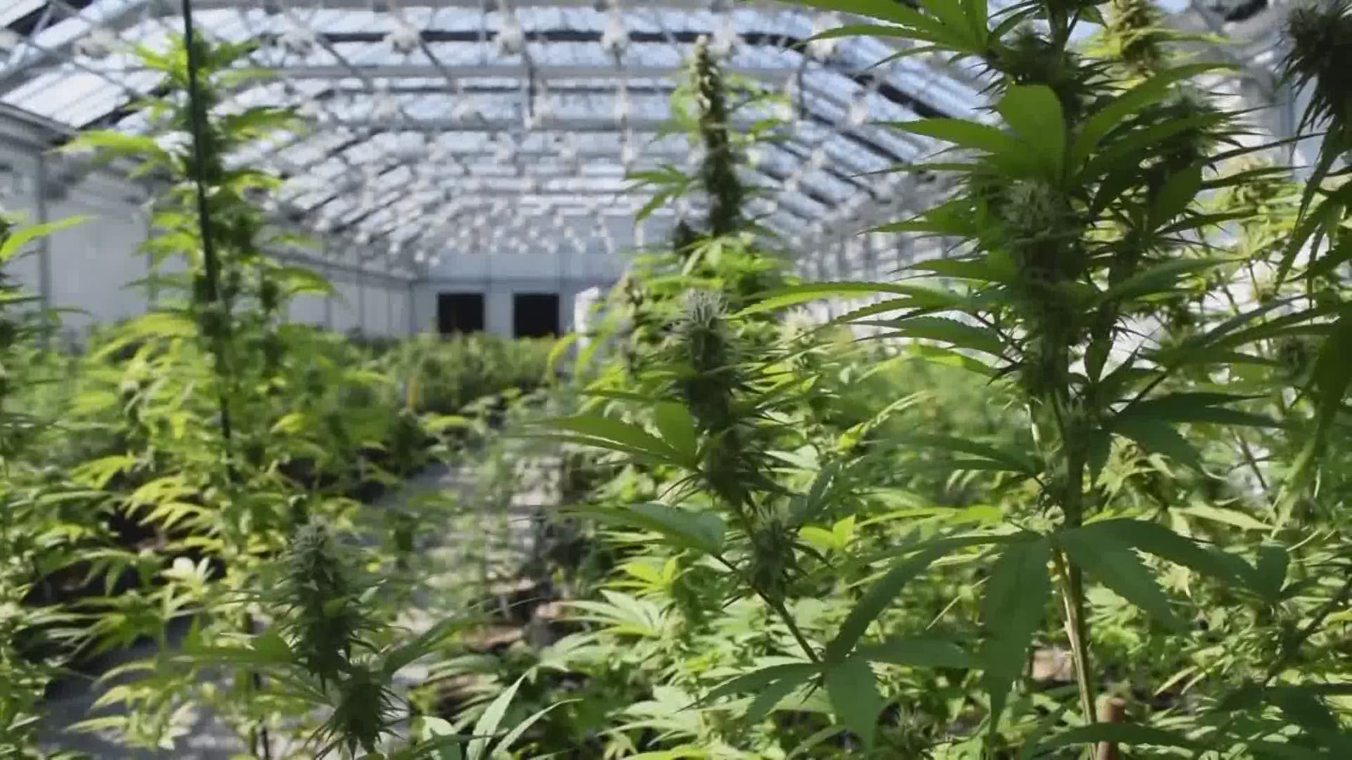 Iowa Senate passes medical marijuana legislation