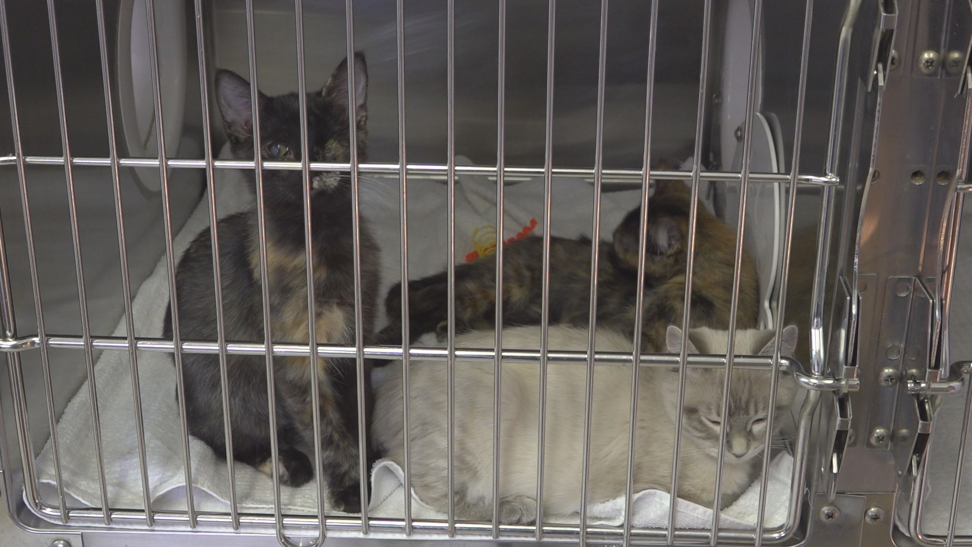Several of the cats that were rescued had severe upper respiratory infections and ear infections.