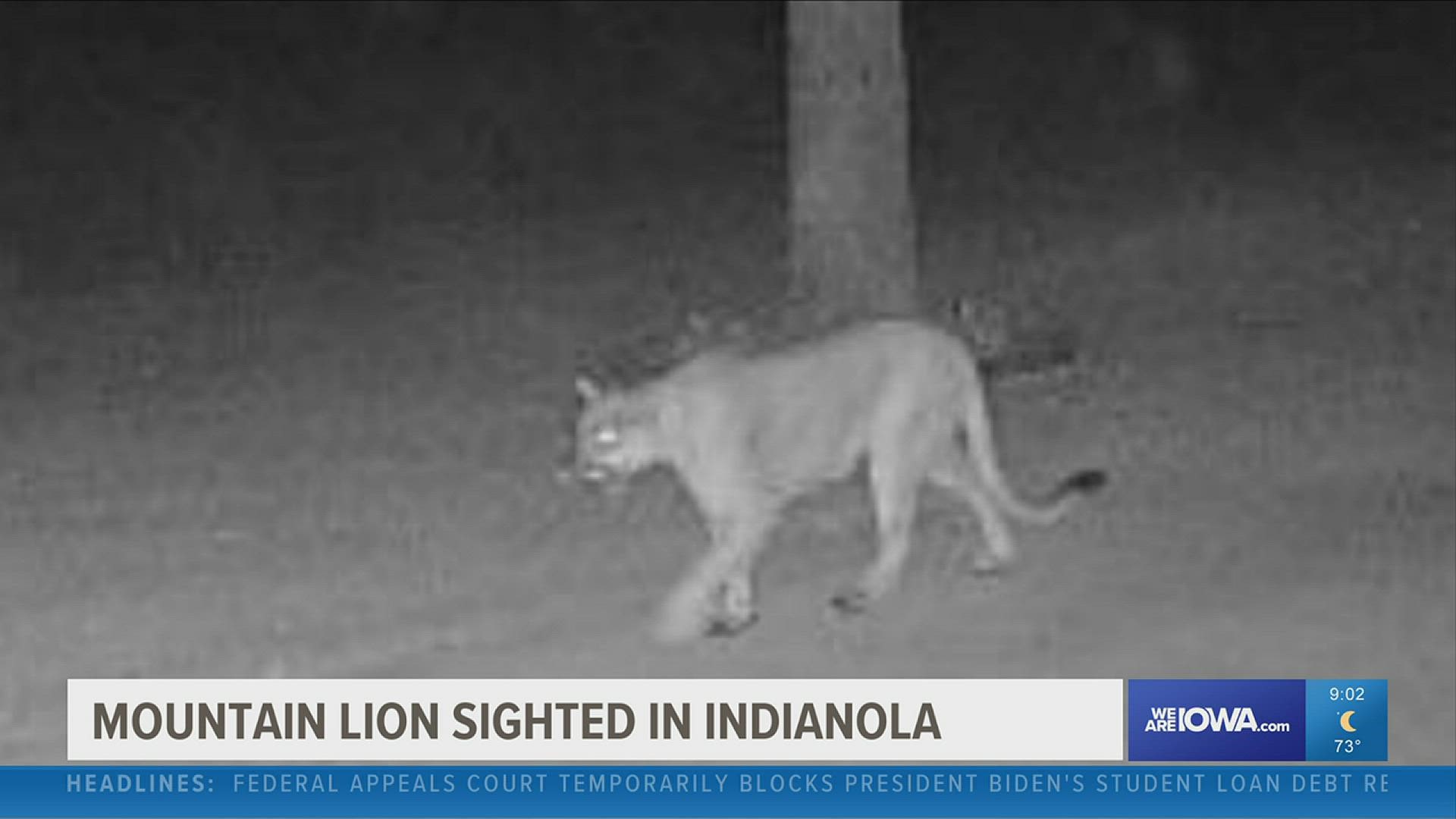 Indianola police confirm mountain lion sighting Friday