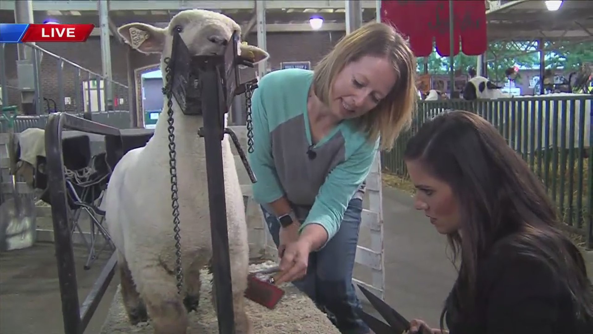 Local 5's Sabrina Ahmed didn't do a bah- job as she learned how to shear a lamb as our morning coverage at the Iowa State Fair.