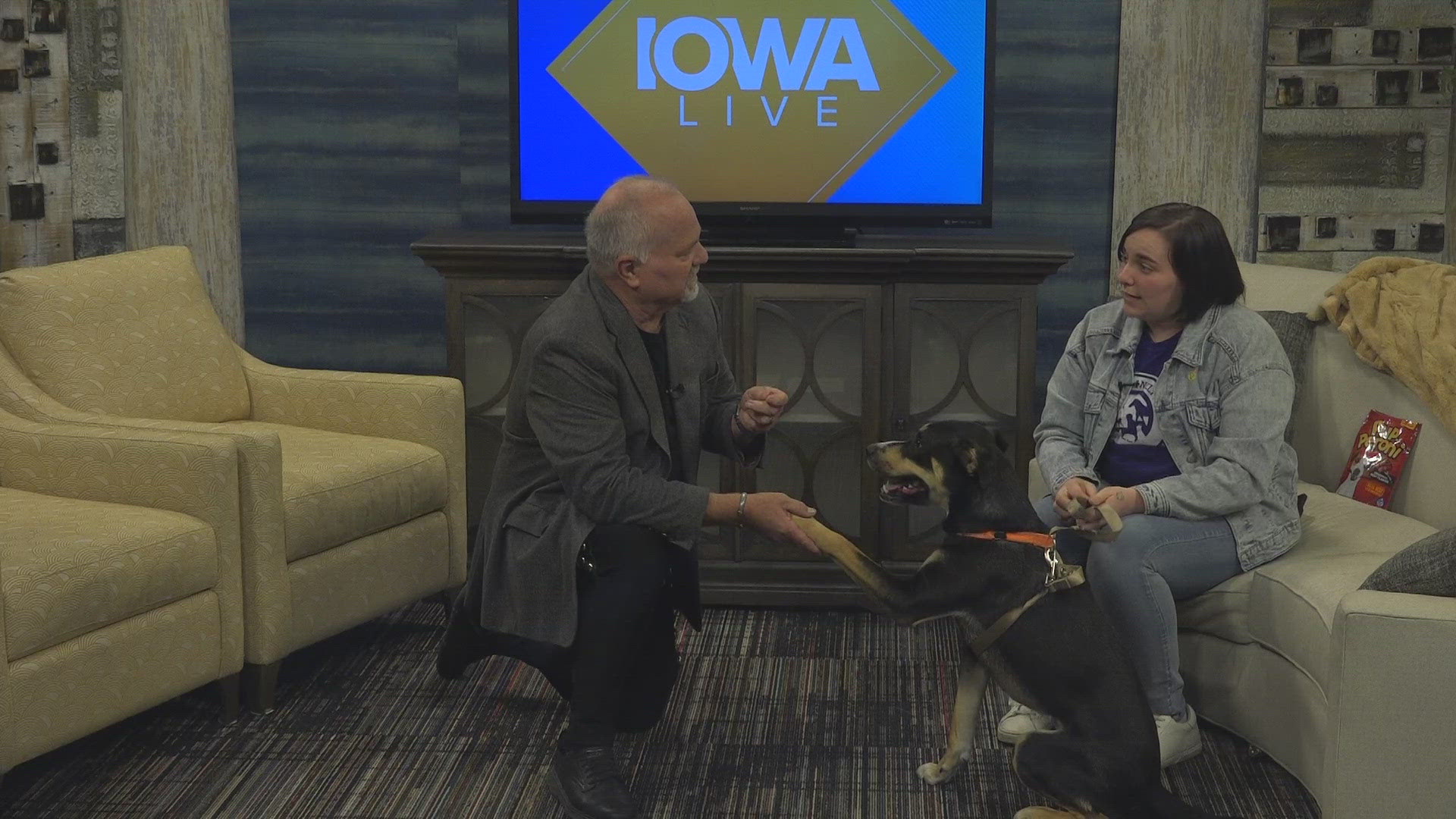 Miles isn't quite ready for adoption yet, but he's one of many pets at the Animal Rescue League who could benefit from a loving foster home.