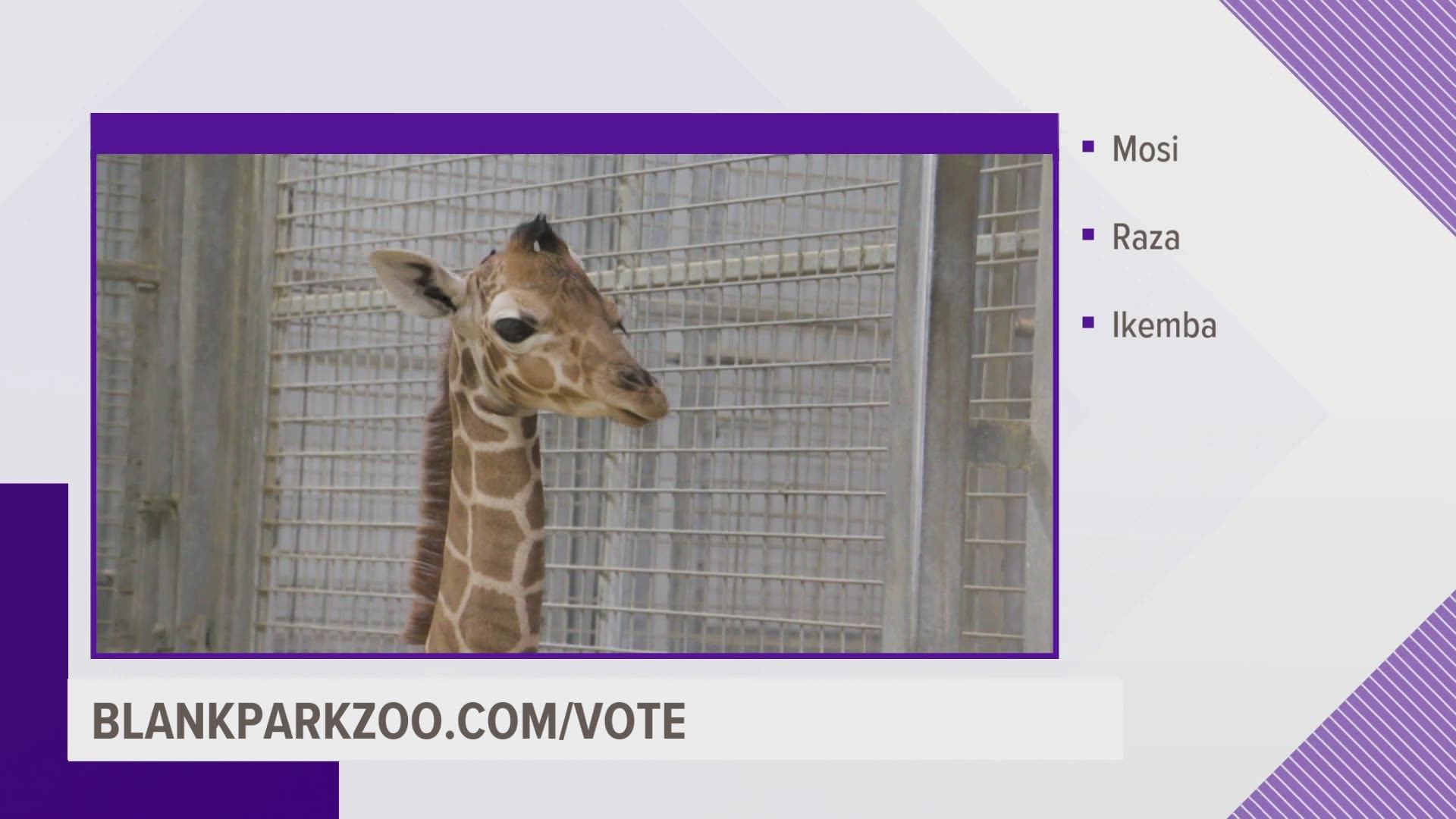 The Blank Park Zoo is asking for the public's help in voting on the name of their new baby giraffe.