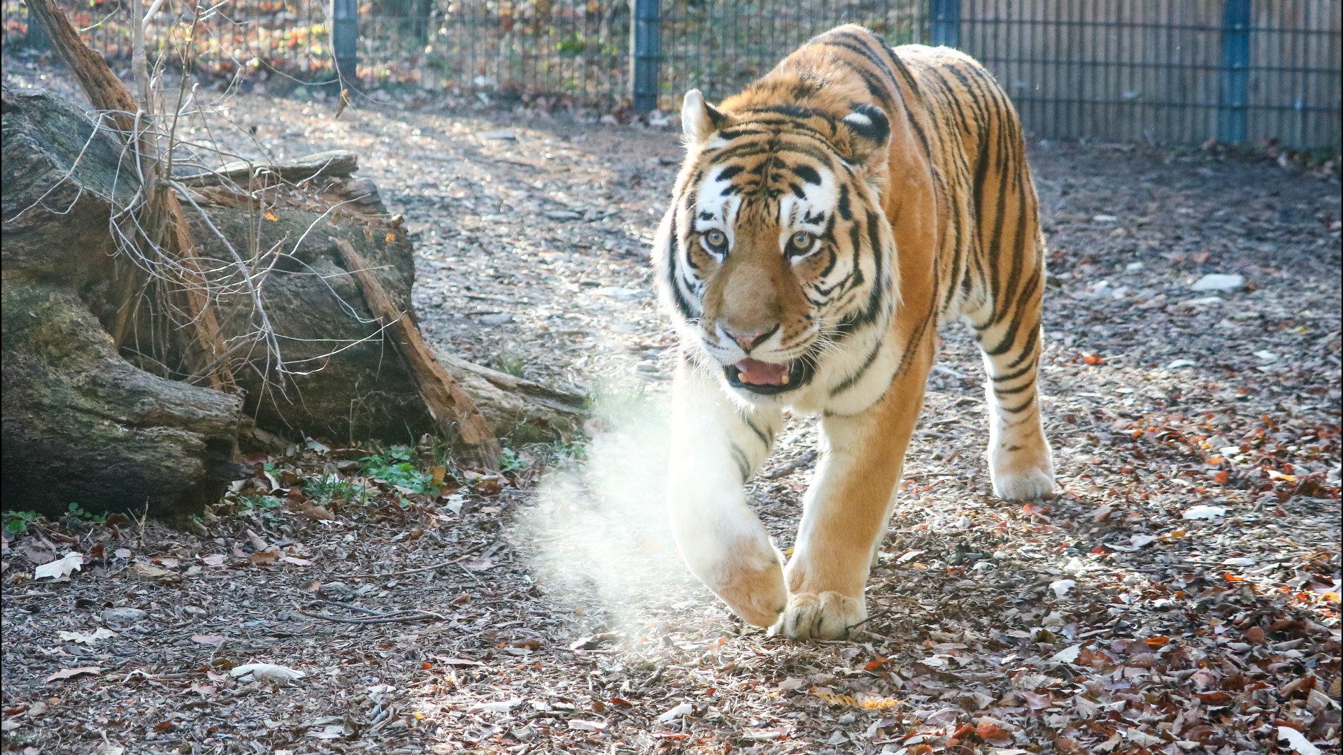 Bronevik, a 409-pound tiger coming from Omaha Zoo's Wildlife Safari Park, tops the list of the zoo's newest additions.