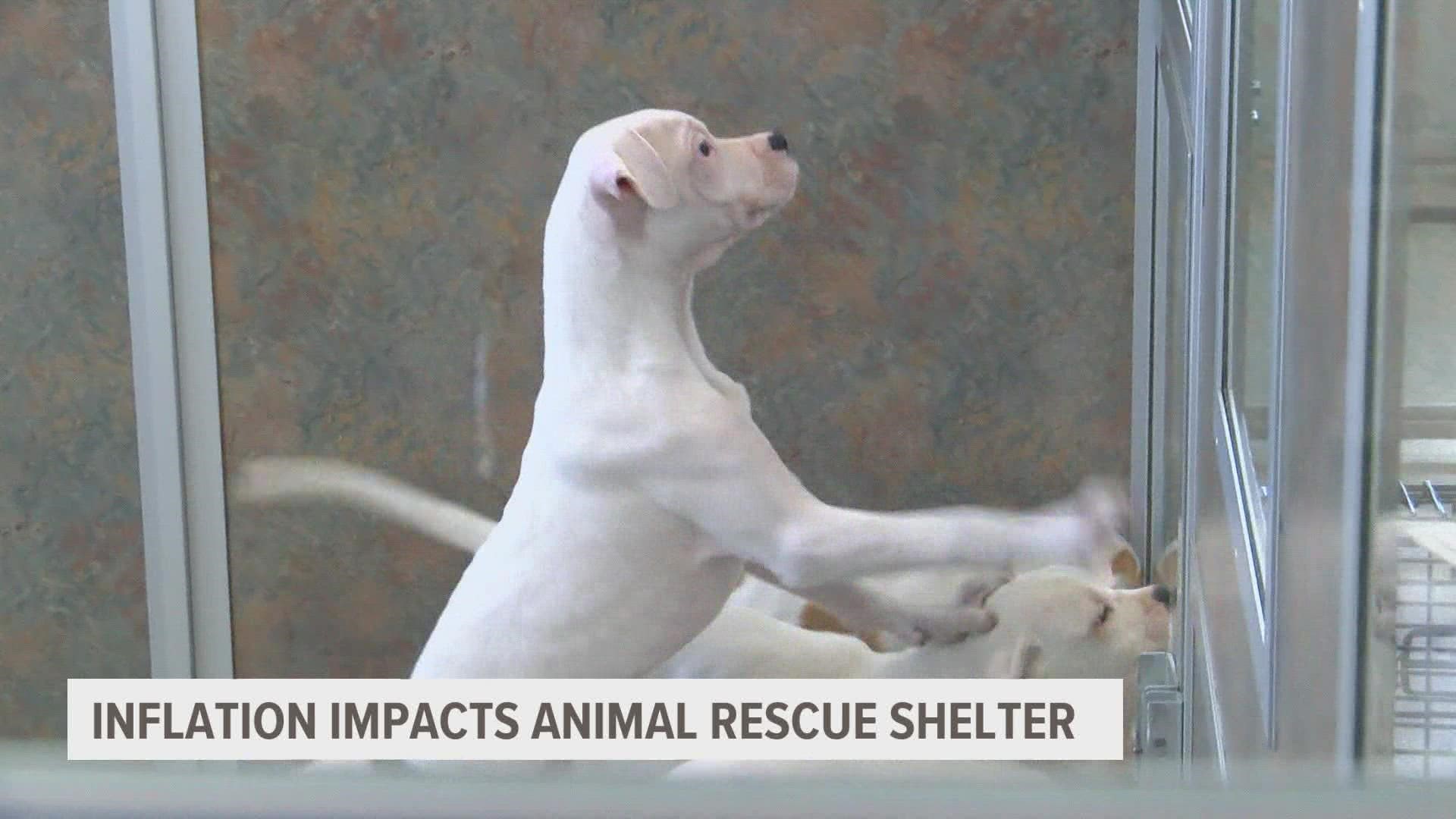 Amy Heinz of AHeinz 57 Pet Rescue & Transport shares how inflation is impacting her shelter.
