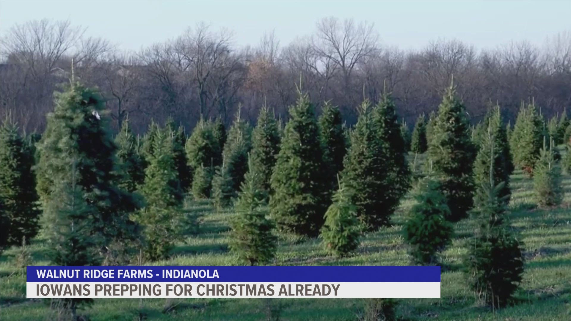 Walnut Ridge Farm in Indianola is looking forward to their 38th season of selling Christmas trees.
