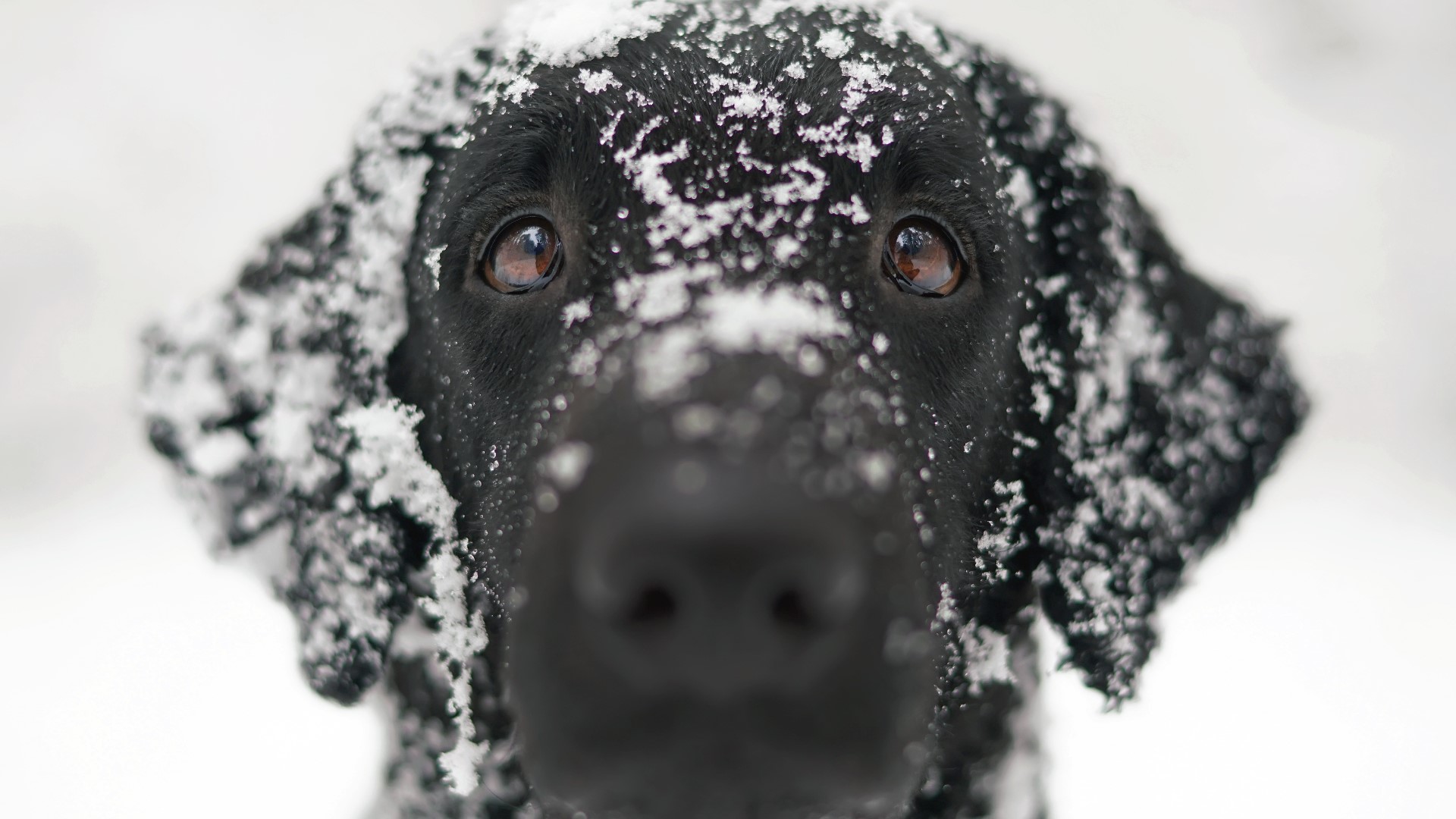 Since the bitter cold can be life-threatening for pets, it's important to know how to best take care of your furry friends.