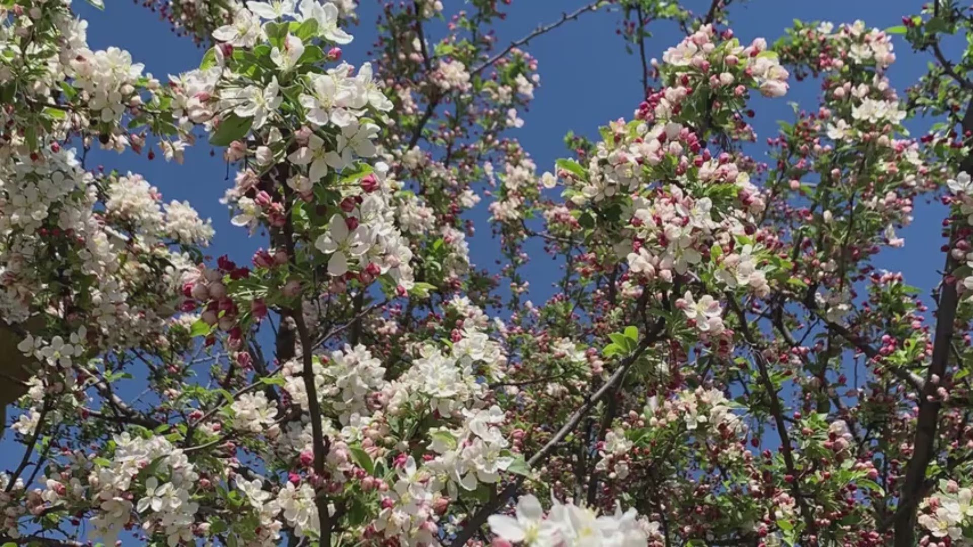 A tree blooming with Army men, a musician with a moment to share music and animal artists at work.