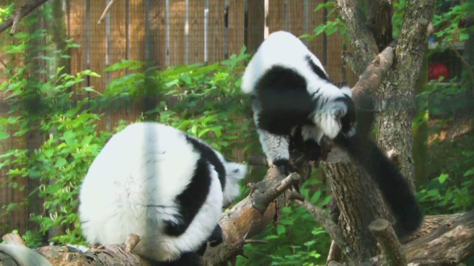 Jay Tetzloff, Chief Animal Officer-Blank Park Zoo, introduces us to the NEW Black & White Ruffed Lemurs. ZOO BREW TONIGHT with Tank Anthony Band | Paid Content