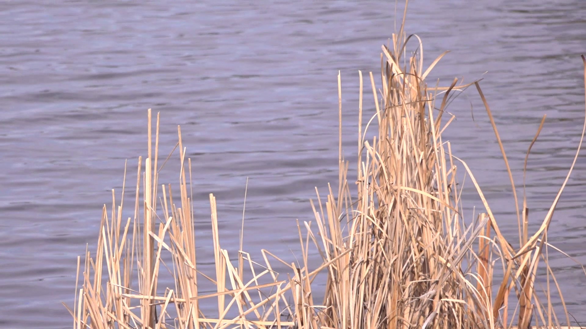 The Iowa DNR released a report last week stating there are hundreds of impaired bodies of water in the state.