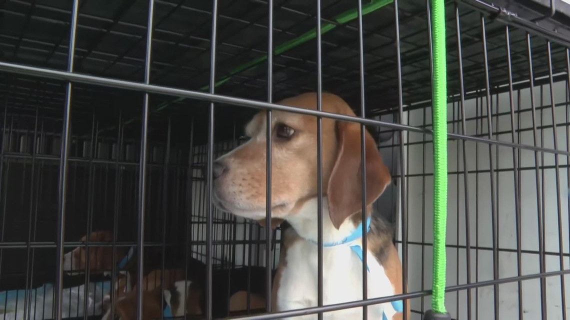 Animal Rescue League of Iowa taking in 40 beagles rescued from Wisconsin breeder