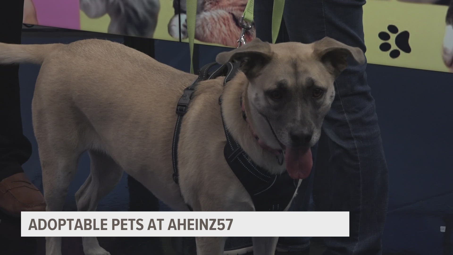 If you're thinking about bringing a pet into your home, Amy Heinz of AHeinz57 Pet Rescue & Transport has some insight.