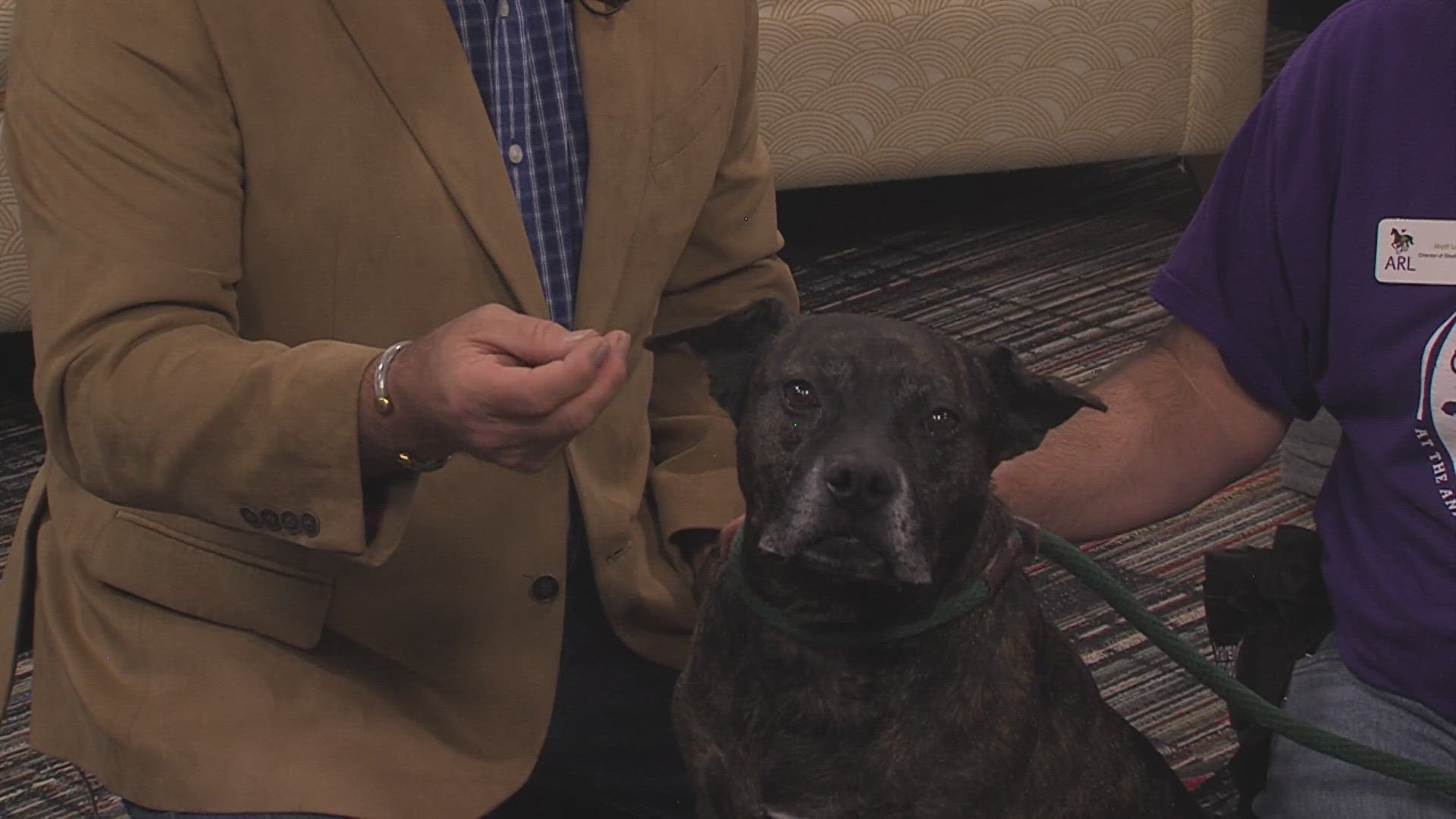 Mark Levien, Director of Shelter Operations, visits with Sierra, a lab mix looking for a new home. We also learn about a HUGE "Fall in Love" Adoption event Saturday.