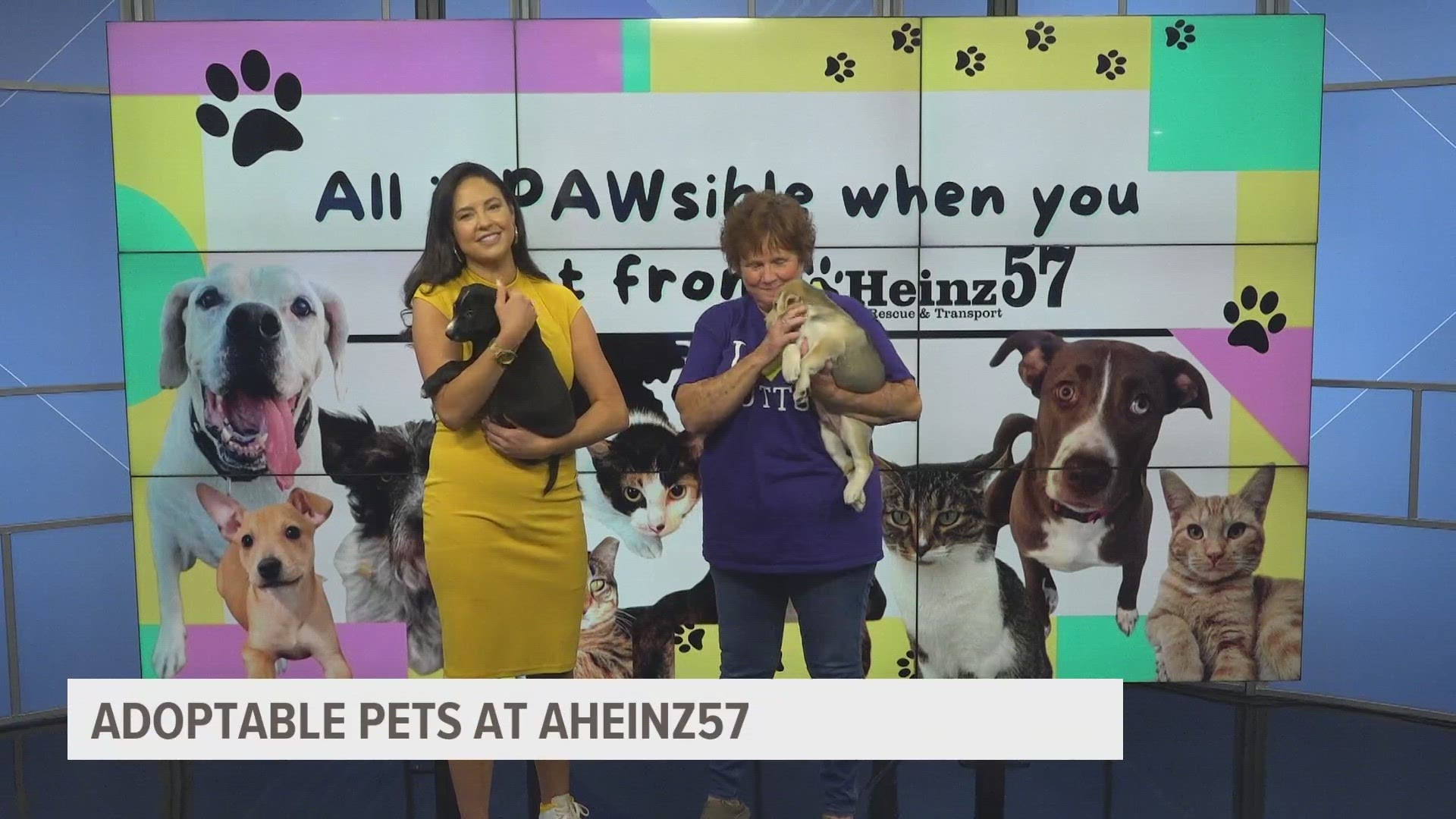 Linda Kirkman with AHeinz57 Pet Rescue & Transport joins Local 5 at Midday to share which animals are still looking for their forever homes.