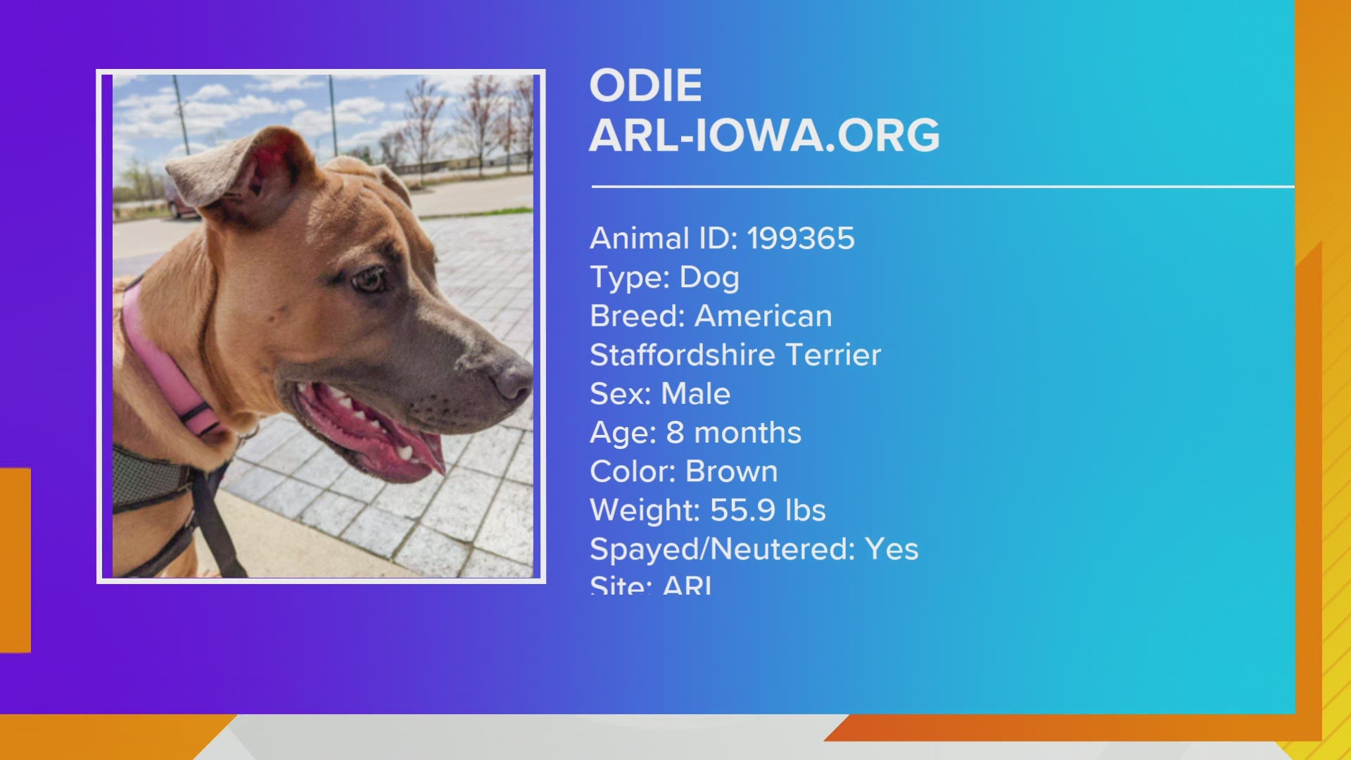 KC Routos from the Animal Rescue League of Iowa introduces you to ODIE, an 8 month old pup who needs a forever home. Also, cool gifts gifts for Dog & Cat Moms!