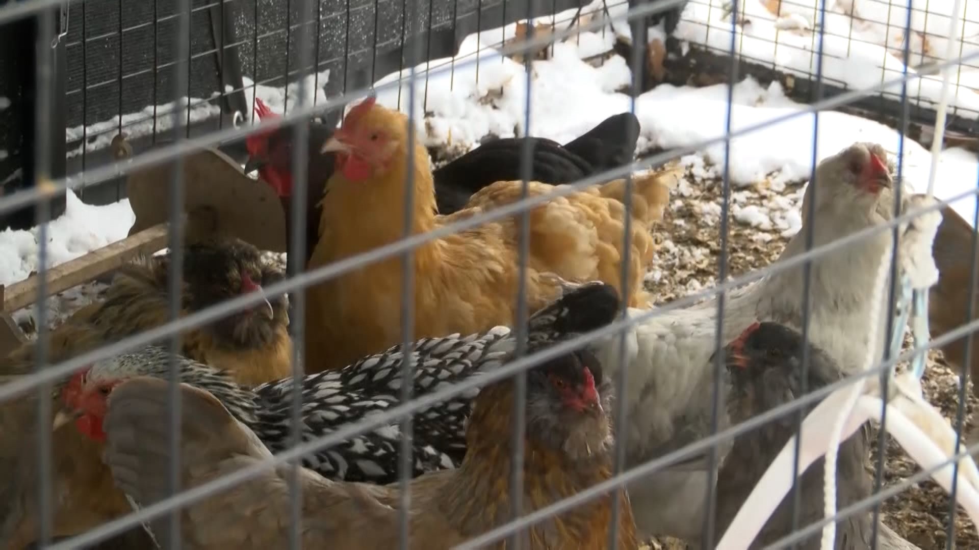 A petition asking city council to change the city code about chickens received over 300 signatures.