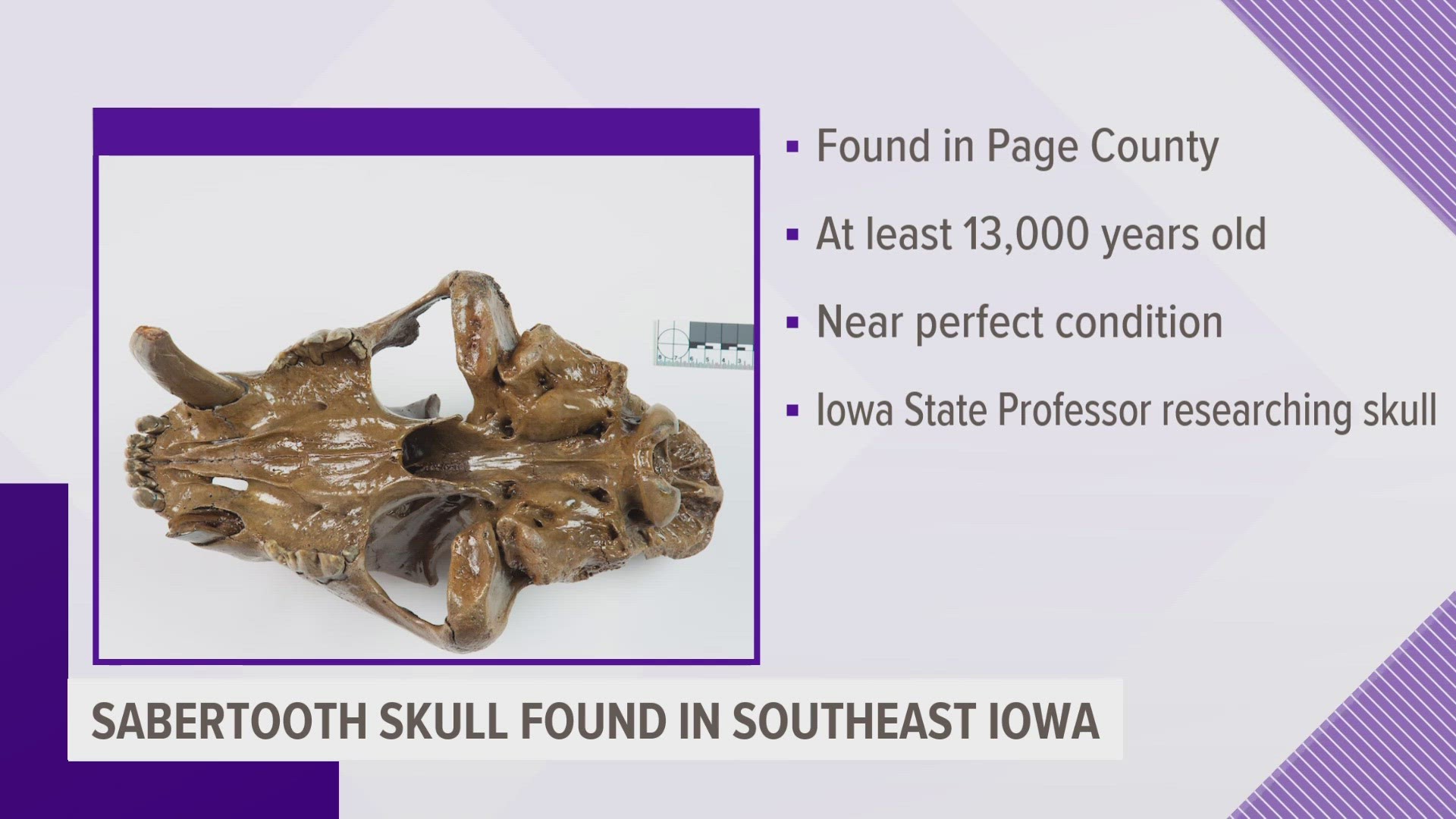 The skull is at least 13,000 years old and reveals new details about the Ice Age predator.