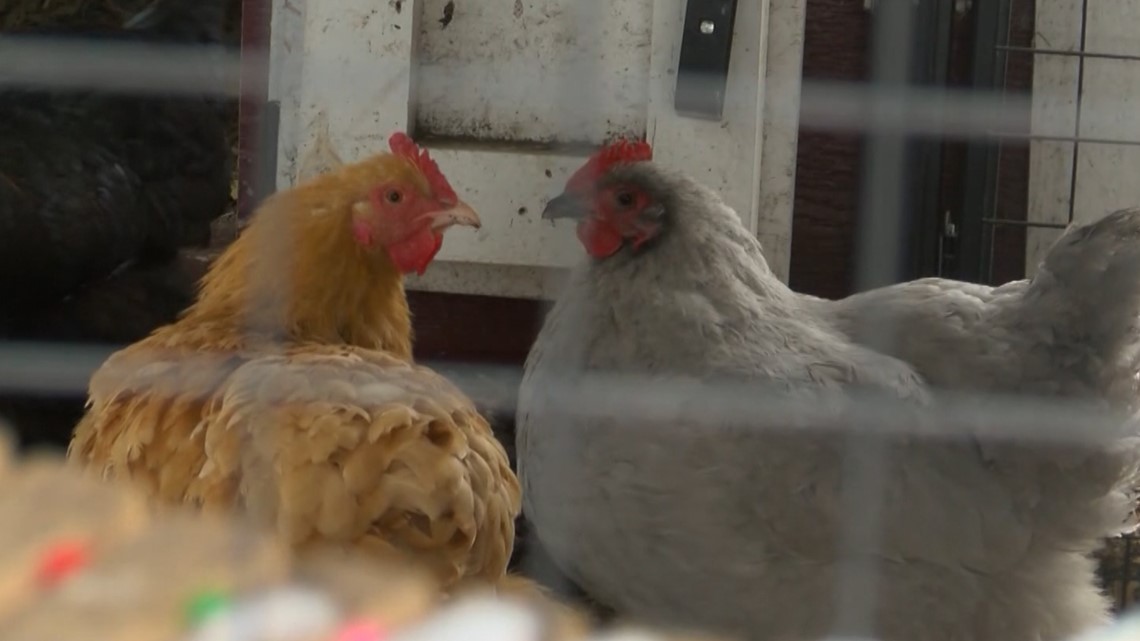 Ankeny to allow residents to raise chickens on their property