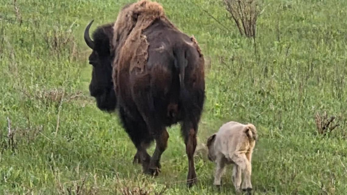 Neal Smith Wildlife Refuge celebrates new bison calves, including rare white calf