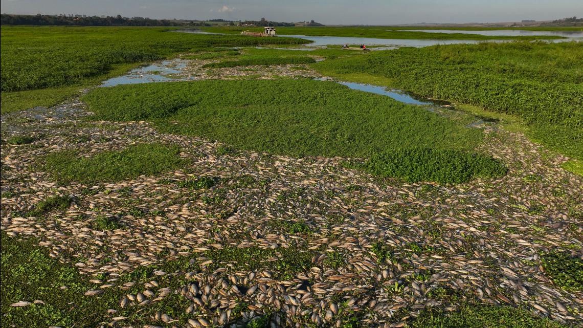 Brazil sees mass fish death after alleged industrial waste dump ...