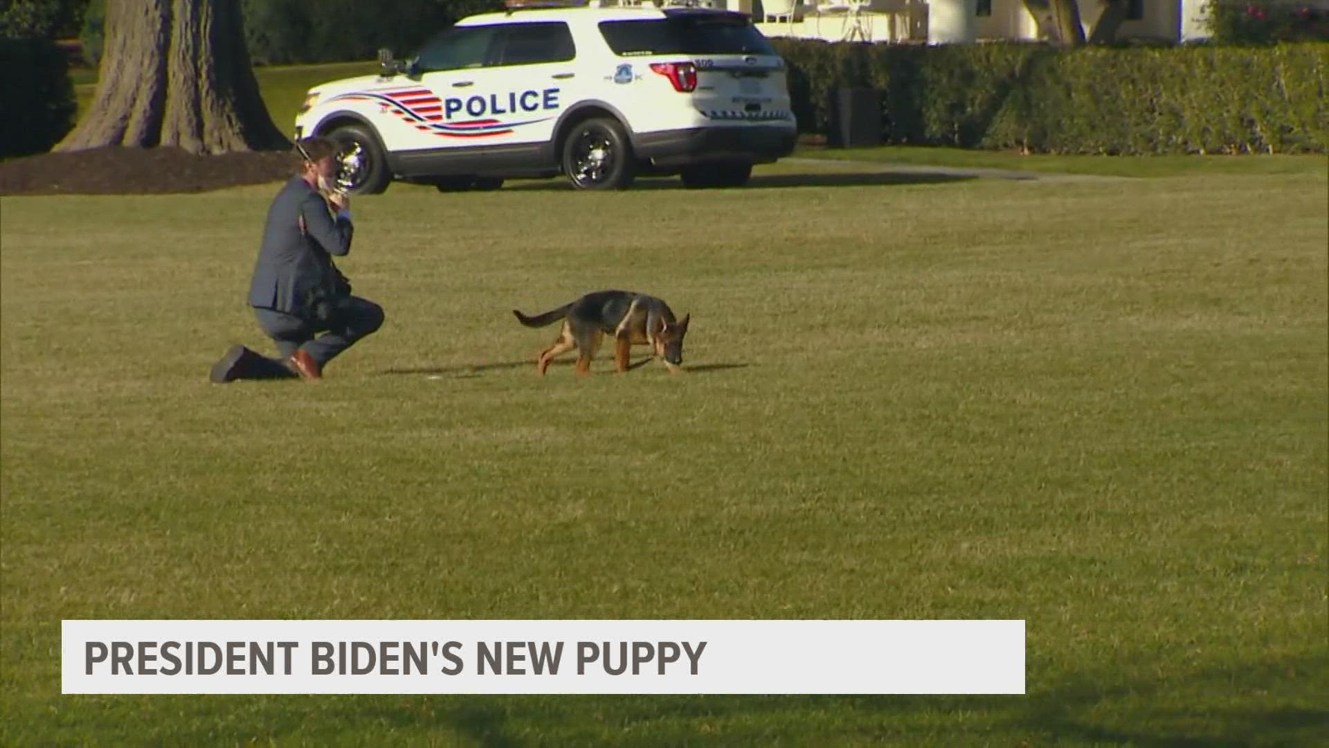 The Bidens have a new purebred German Shepherd. And a long-awaited cat will be joining them in January.