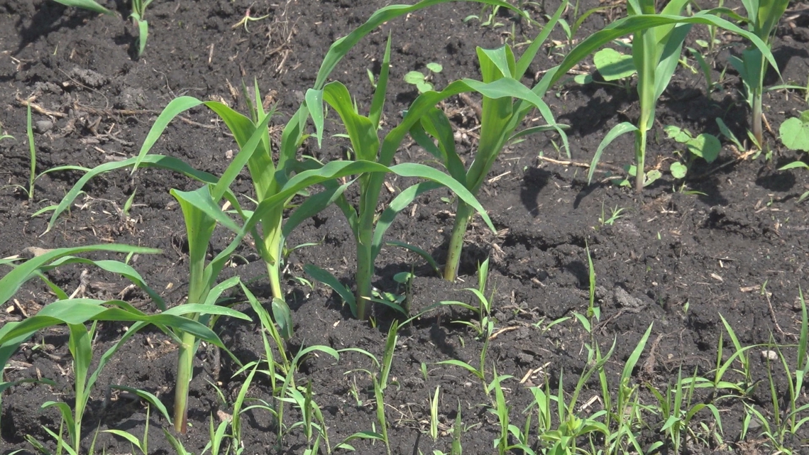 Value of Iowa farmland holds steady, row crop land sees decline