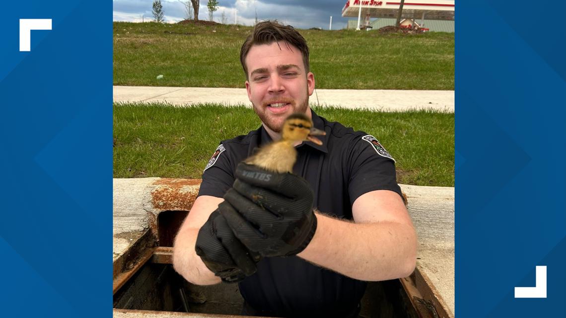 Clive police officer earns PETA award for rescuing baby duck ...