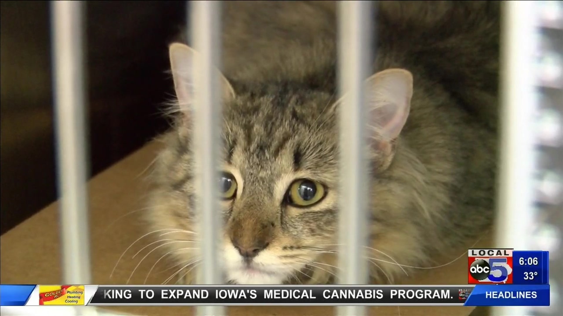 Three more cats rescued from Des Moines home, bringing total to 77