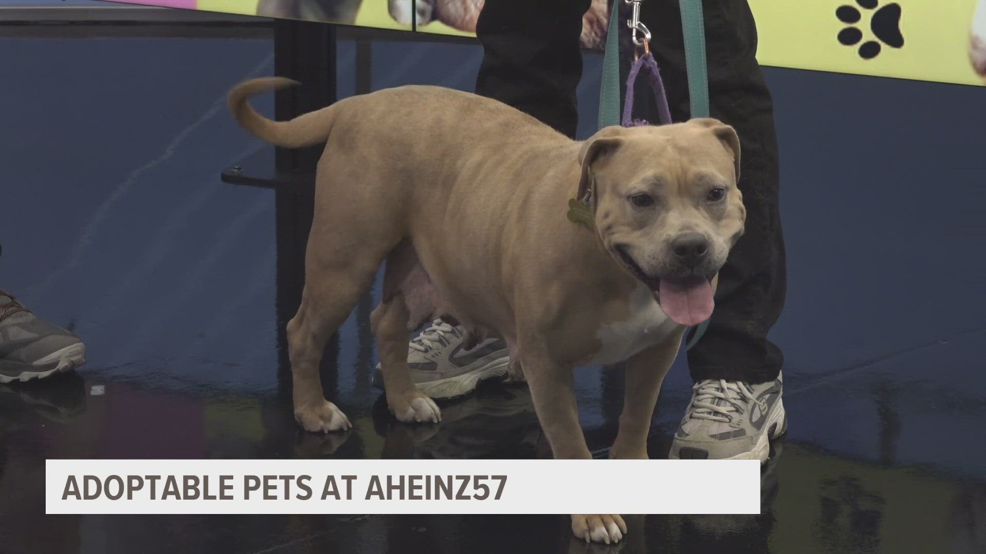 Amy Heinz from AHeinz57 Pet Rescue & Transport joins Local 5 at Midday to introduce Effie May and preview Community Day, taking place Feb. 2, 11 a.m.-4 p.m.
