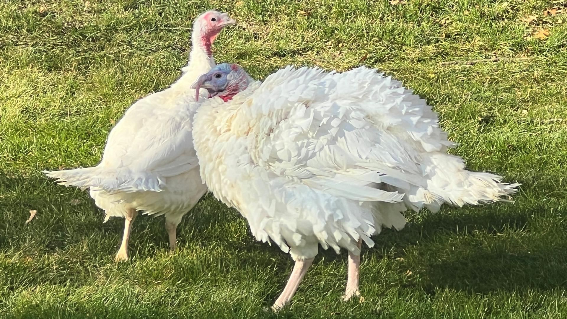 Two turkeys are out of bounds for Thanksgiving feasts this year, thanks to a pardon from Gov. Kim Reynolds. 