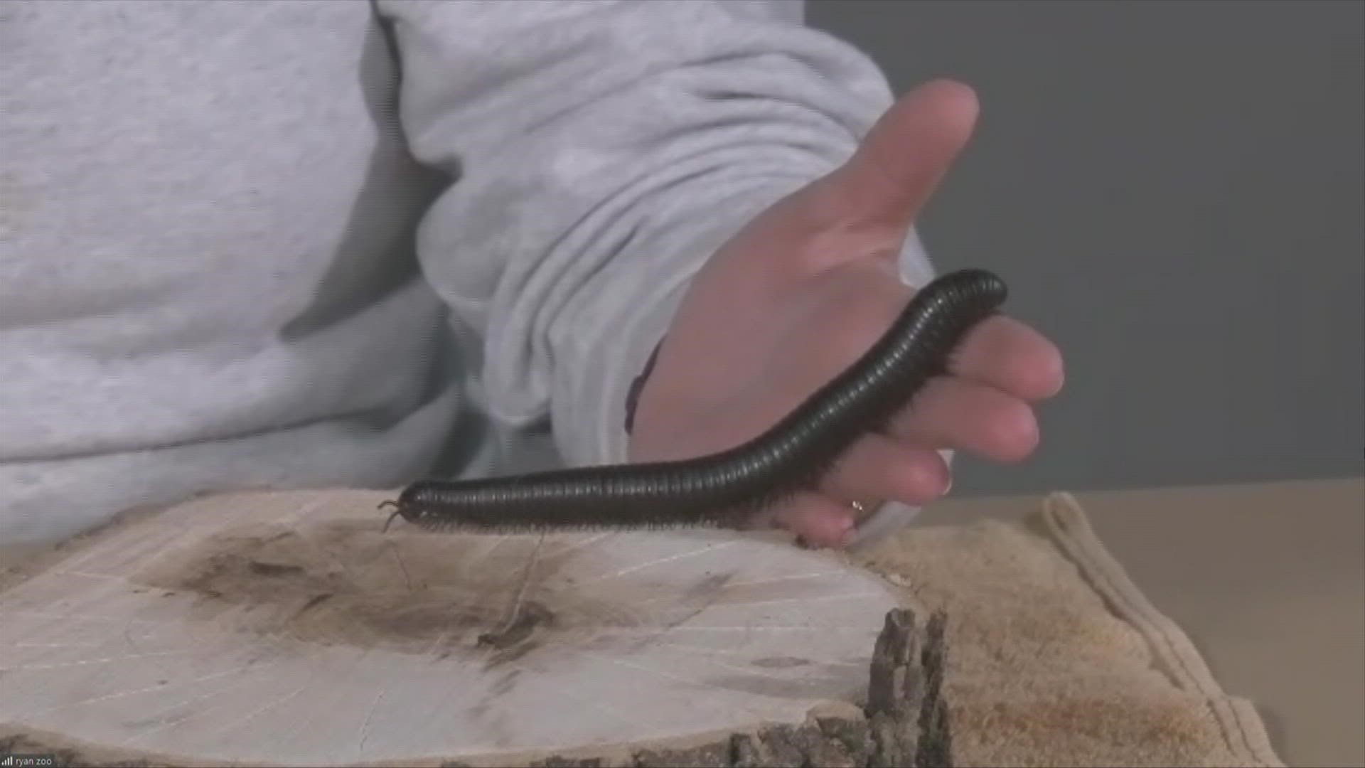 Julia Bingham, Blank Park Zoo, shows us a Giant African Millipede and a (huge) Madagascar Hissing Cockroach as we get ready for the final weekend of Night Eyes!