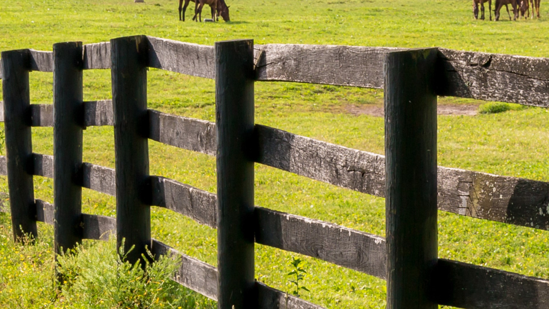 According to the Dallas County Sheriff's Office, the 46 horses on 78-year-old Linda Kay Kilbourne's property "were in need of veterinarian care."